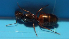 Camponotus nylanderi