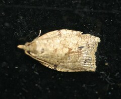 Epiphyas postvittana