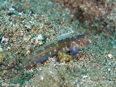Vanneaugobius canariensis