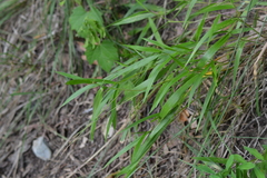 Dichanthelium leibergii