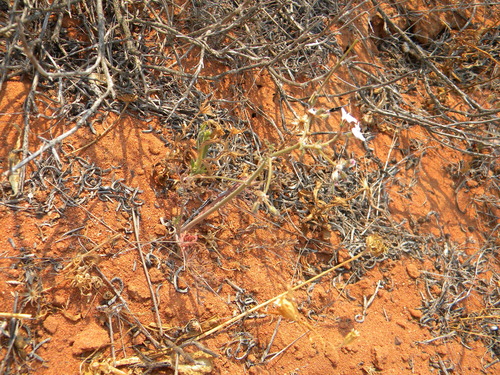 Image of Pelargonium senecioides by no rights reserved