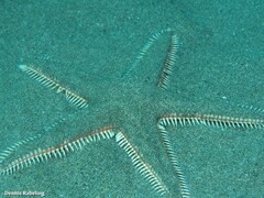Astropecten aranciacus