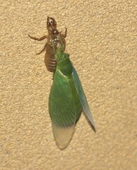 Glaucopsaltria viridis