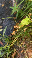 Persicaria arifolia