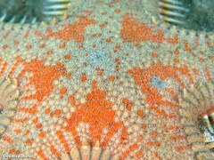 Astropecten aranciacus