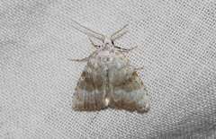 Meganola albula