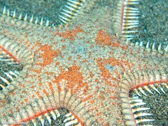 Astropecten aranciacus
