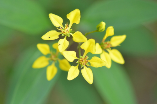 Image of Galphimia gracilis by no rights reserved