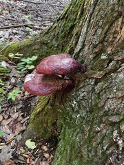 Fistulina hepatica