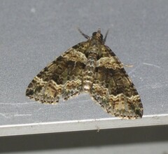 Crasilogia gressitti