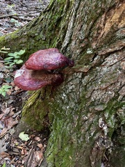 Fistulina hepatica