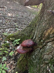Fistulina hepatica