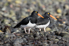 Haematopus leucopodus