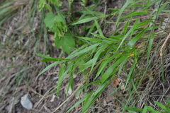 Dichanthelium leibergii