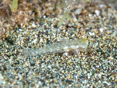 Gnatholepis thompsoni