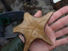 Dermasterias imbricata