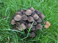 Britzelmayria multipedata