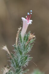 Echium asperrimum