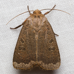 Abagrotis alternata
