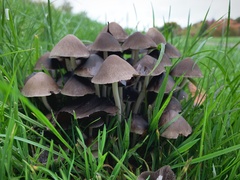 Britzelmayria multipedata