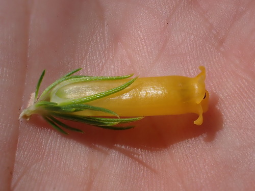 Image of Mealie Heath (Erica patersonia) by (c) Ren Hoekstra, some rights reserved (CC BY)