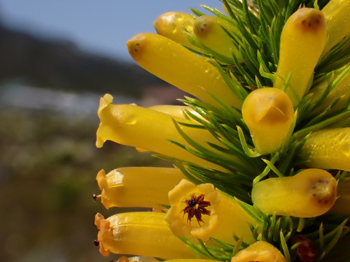 Image of Mealie Heath (Erica patersonia) by (c) Ren Hoekstra, some rights reserved (CC BY)