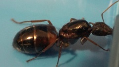 Camponotus nylanderi