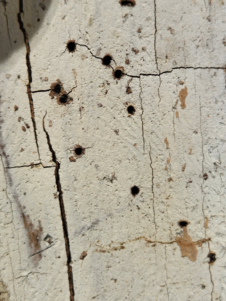 Lyomyces orientalis