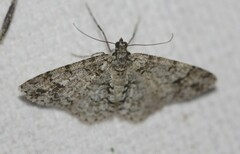 Myrioblephara desumpta