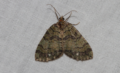 Hydriomena furcata