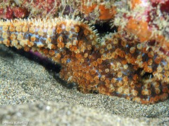Coscinasterias tenuispina