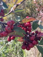 Aronia arbutifolia