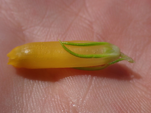 Image of Erica patersonia by (c) Ren Hoekstra, some rights reserved (CC BY)