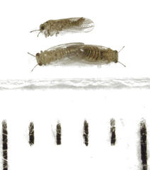 Cryptoneossa triangula