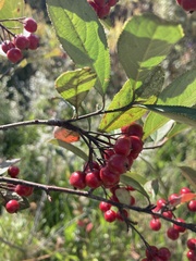 Aronia arbutifolia