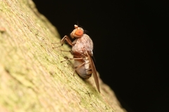 Lauxanioidea