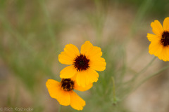Thelesperma filifolium