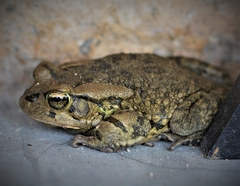 Sclerophrys capensis
