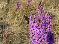 Erynnis tristis