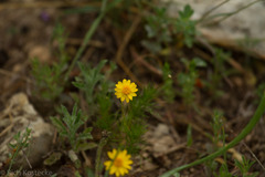 Thymophylla pentachaeta