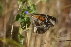 Anthanassa texana texana
