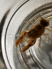 Upogebia