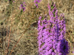 Erynnis tristis