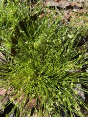 Isolepis