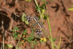 Anthanassa texana texana