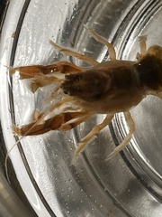 Upogebia