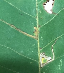 Stigmella betulicola