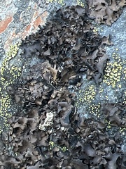 Umbilicaria