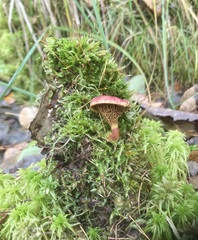 Suillus paluster