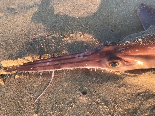 Langsnuitzaaghaai (Pristiophorus cirratus) — Pristiophoridae — 5